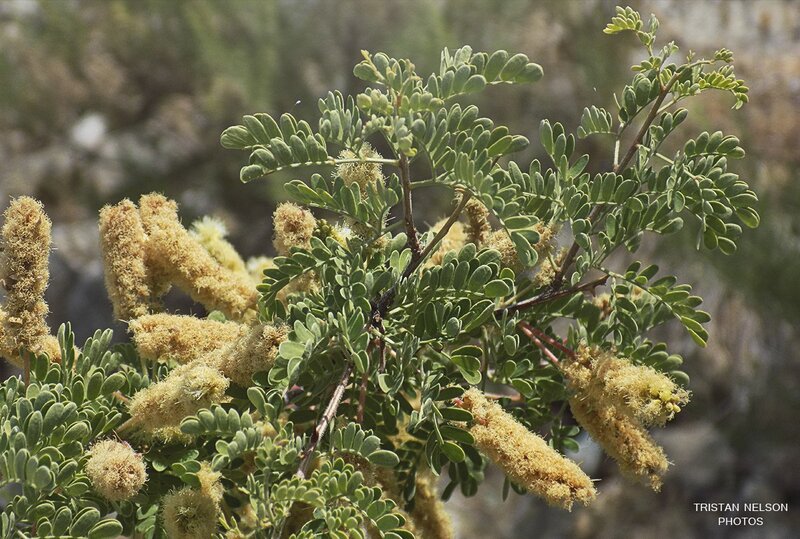 Acacia Plant with Flowers