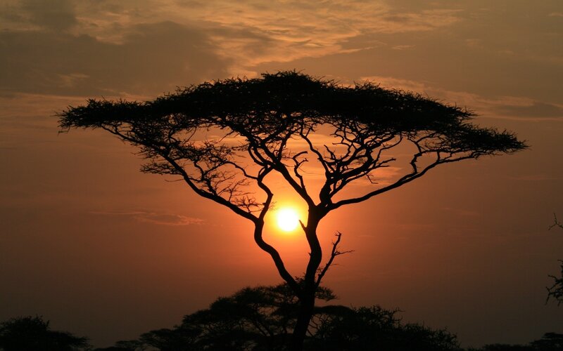 Acacia tree at sunset