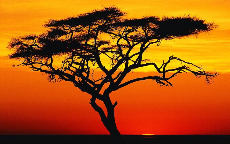 Acacia tree at sunset