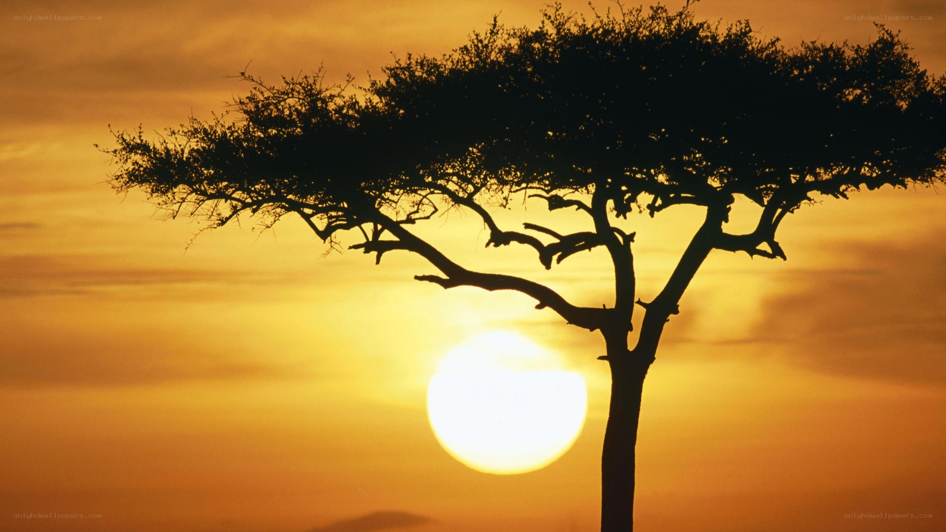 Acacia tree at sunset