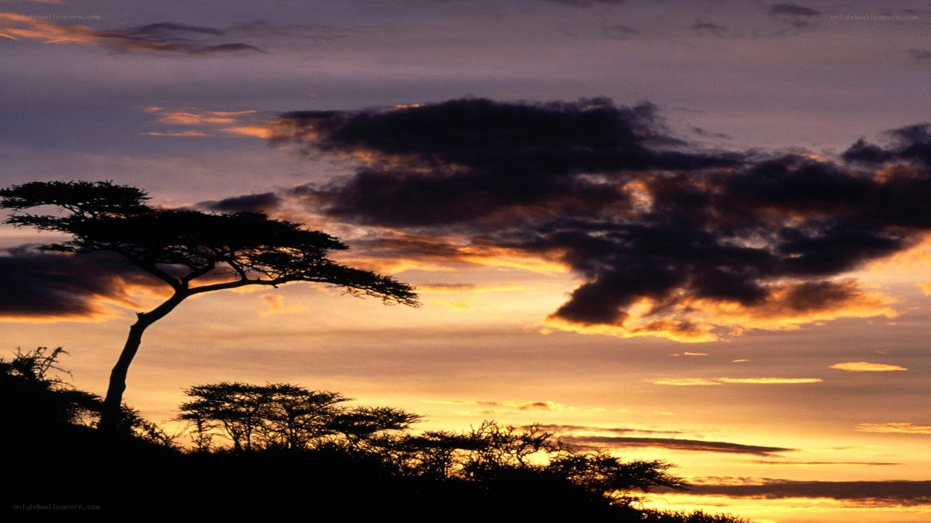 Acacia tree at sunset