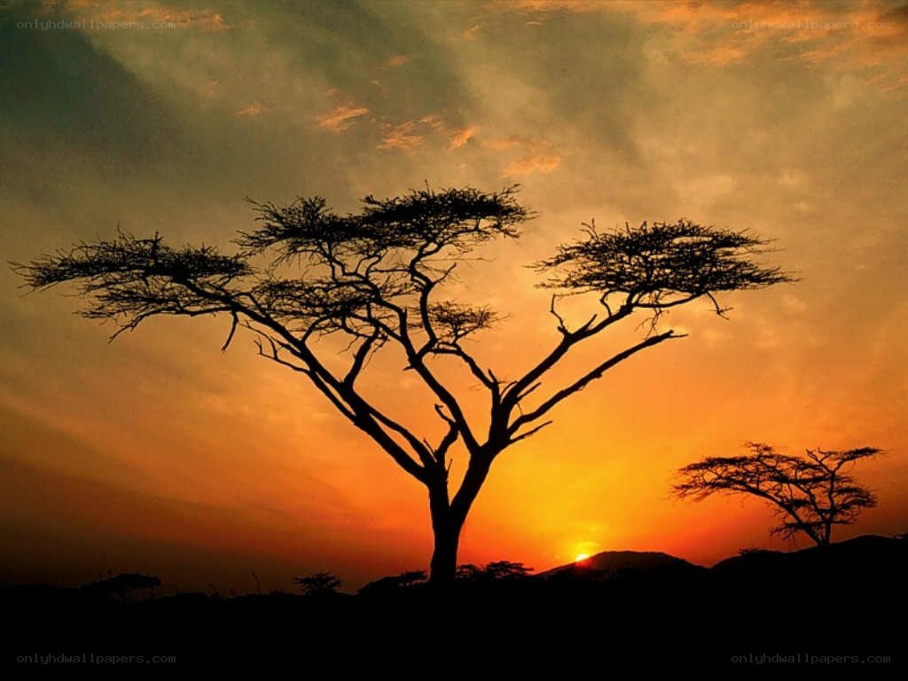 Acacia tree at sunset
