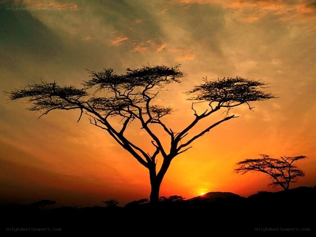 Acacia tree at sunset