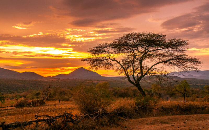 Acacia Tree at Sunset — Orange