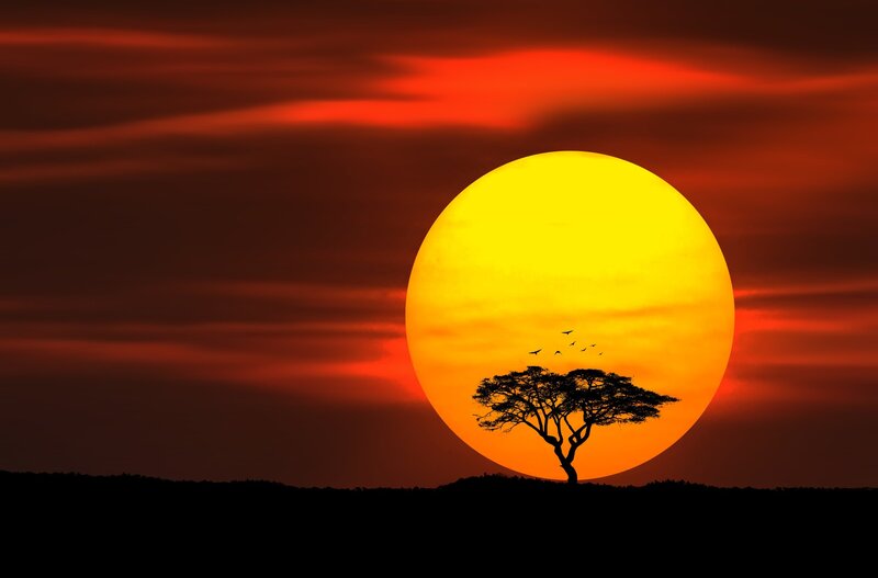 Acacia Tree at Sunset — Red