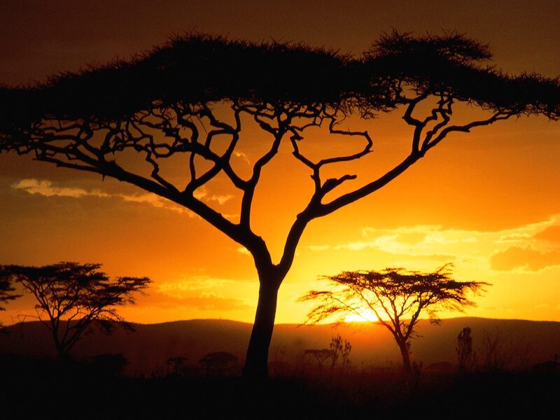 Acacia tree at sunset