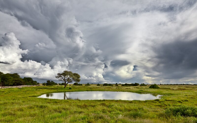 Acacia Tree in Savanna — Green