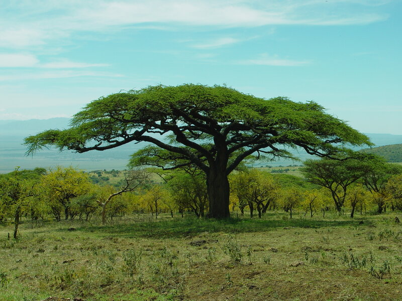 Acacia tree in savanna landscape