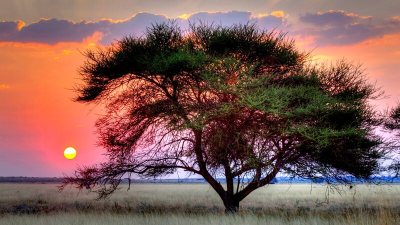 Acacia Tree in Savanna — Orange