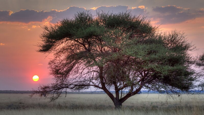Acacia Tree in Savanna — Pink