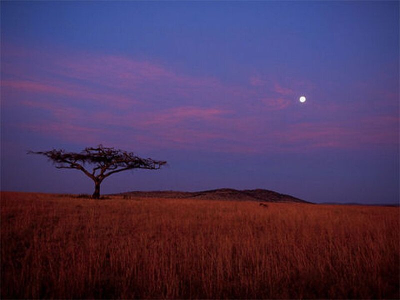 Acacia Tree in Savanna — Purple