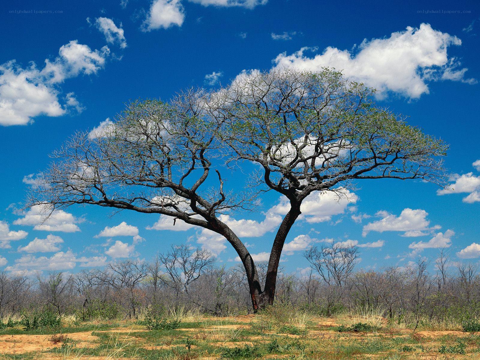 Acacia tree in savanna