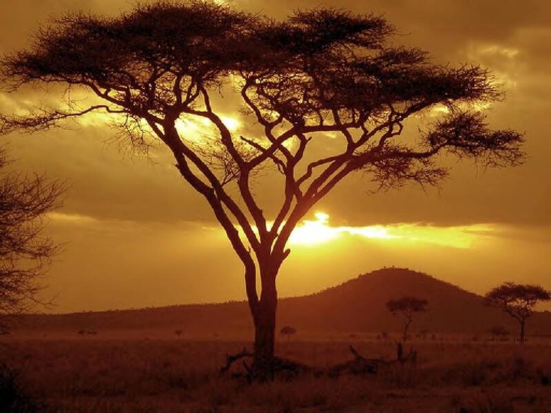 Acacia Tree Silhouette — Gold