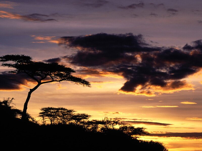Acacia Tree Silhouette — Orange, Dramatic, Sunset, Photograph, Sky, Clouds
