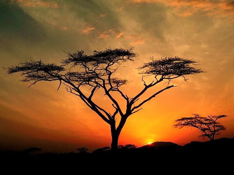 Acacia Tree Silhouette — Orange, Dramatic, Sunset, Photograph, Sky, Hills, Yellow