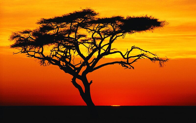 Acacia Tree Silhouette — Orange, Dramatic, Sunset, Photograph, Sky, Horizon