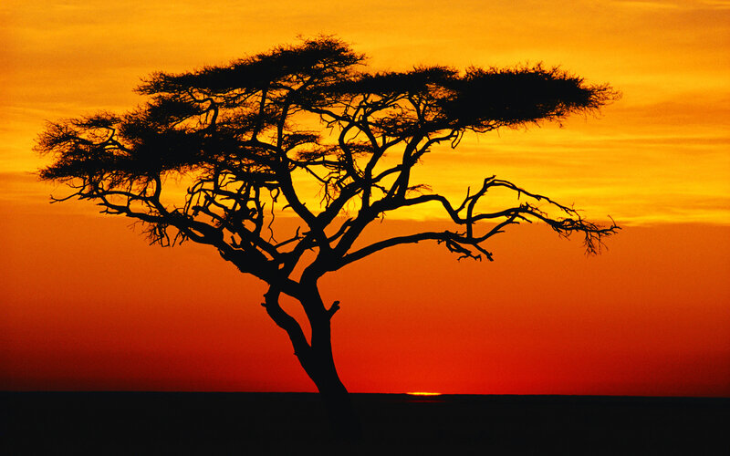 Acacia Tree Silhouette — Orange, Dramatic, Sunset, Photograph, Sky, Sun
