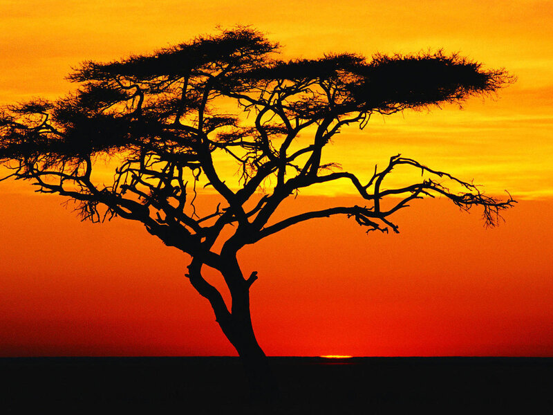 Acacia Tree Silhouette — Orange, Dramatic, Sunset, Photograph, Sky