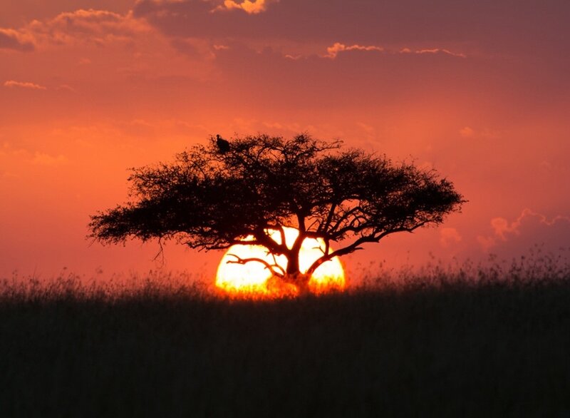 Acacia Tree Silhouette — Orange, Dramatic, Sunset, Photograph, Sun, Sky, Grass