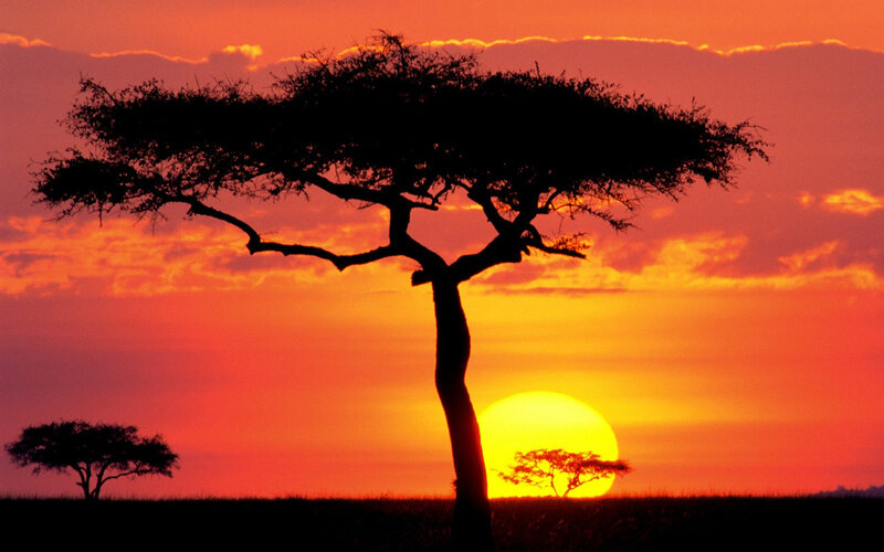 Acacia Tree Silhouette — Orange, Dramatic, Sunset, Photograph, Sun, Sky, Grassland, Red, Yellow