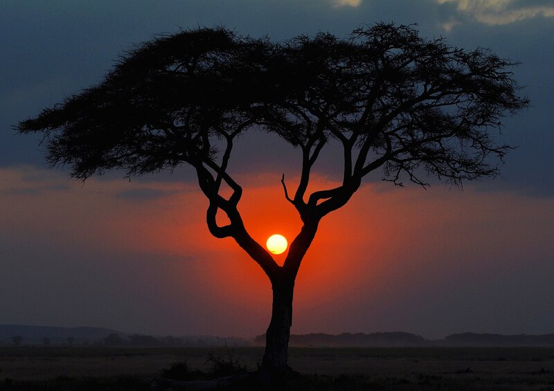 Acacia Tree Silhouette — Orange, Dramatic, Sunset, Photograph, Sun, Sky
