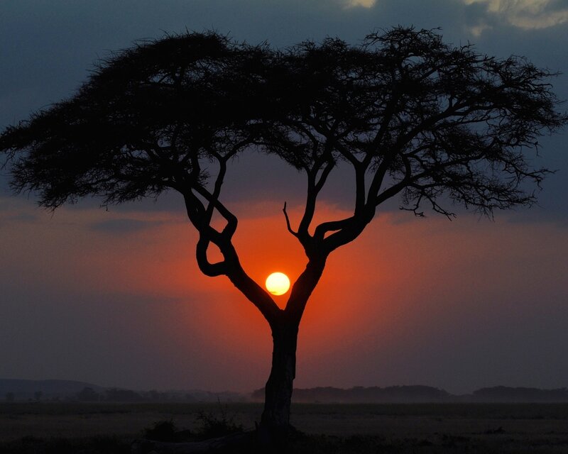 Acacia Tree Silhouette — Orange, Dramatic, Sunset, Photograph, Sun