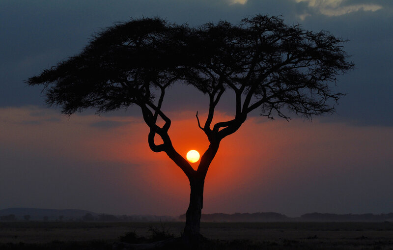 Acacia Tree Silhouette — Orange, Dramatic, Sunset, Photograph