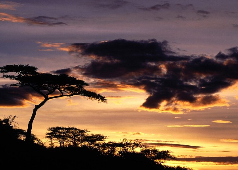 Acacia Tree Silhouette — Orange, Dramatic, Sunset