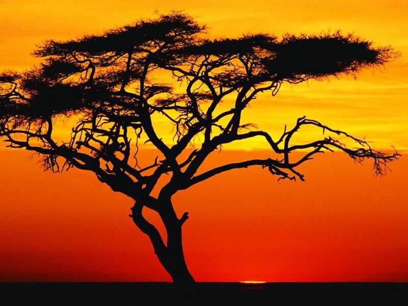 Acacia Tree Silhouette — Orange, Dramatic