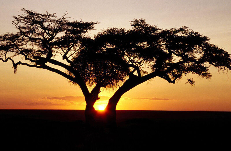 Acacia Tree Silhouette — Orange, Serene, Sunset, Photograph, Sun