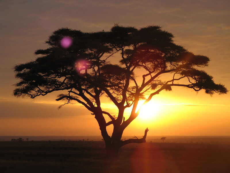 Acacia Tree Silhouette — Orange, Serene