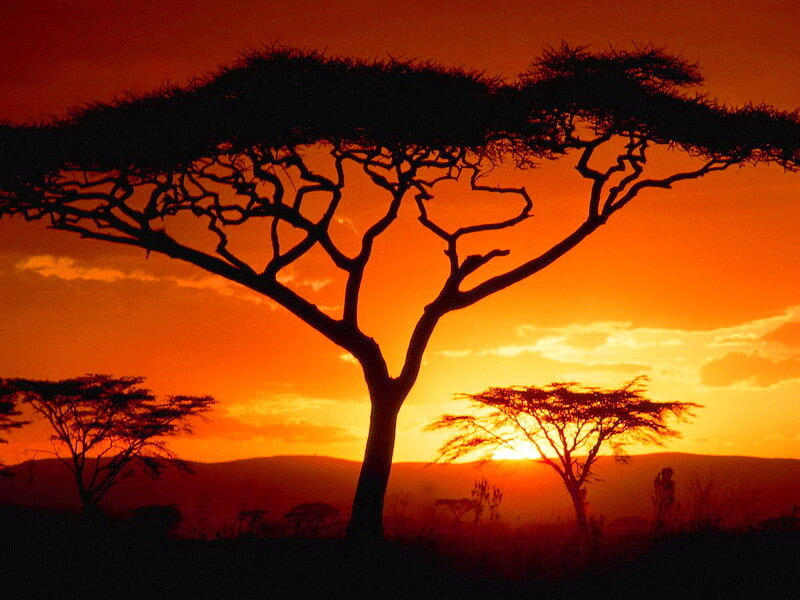 Acacia Tree Silhouette — Orange