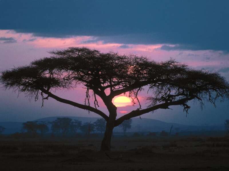 Acacia Tree Silhouette — Purple, Serene, Sunset, Photograph, Sun, Sky, Hills, Blue