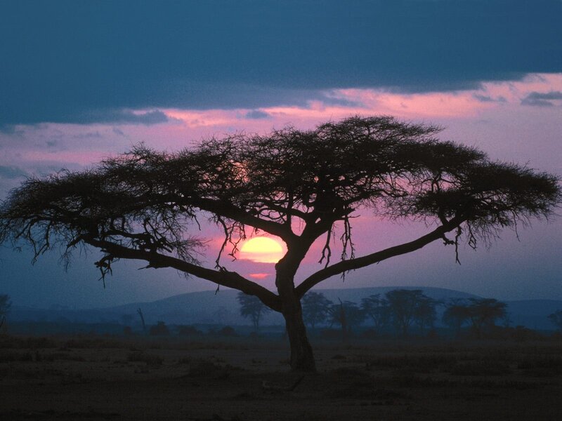 Acacia Tree Silhouette — Purple, Serene, Sunset, Photograph, Sun, Sky, Hills