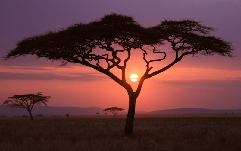 Acacia Tree Silhouette — Purple, Serene, Sunset, Photograph