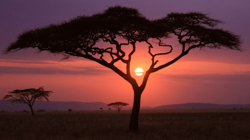 Acacia Tree Silhouette — Purple, Serene, Sunset