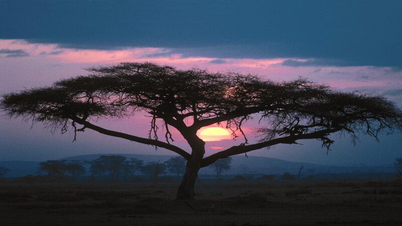 Acacia Tree Silhouette — Purple, Serene