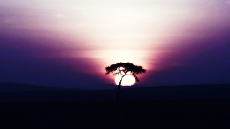 Acacia Tree Silhouette — Purple