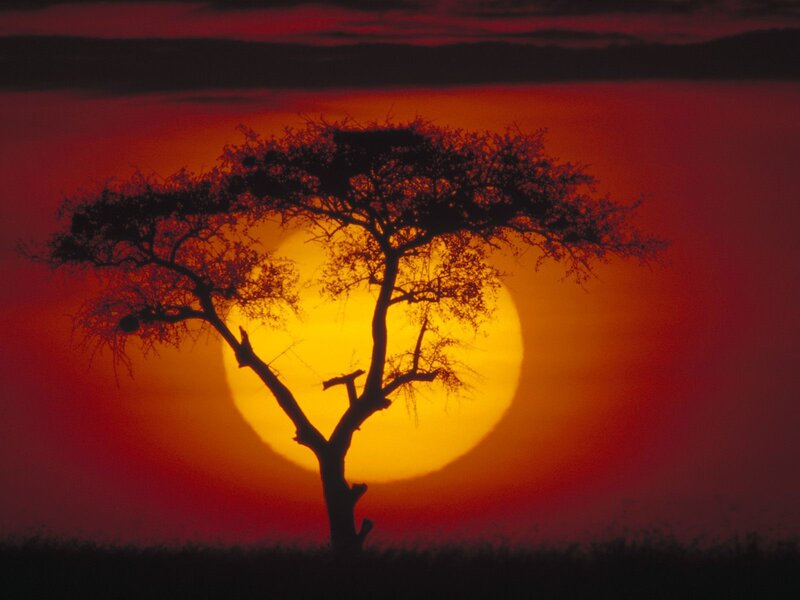 Acacia Tree Silhouette — Red, Dramatic, Sunset, Photograph