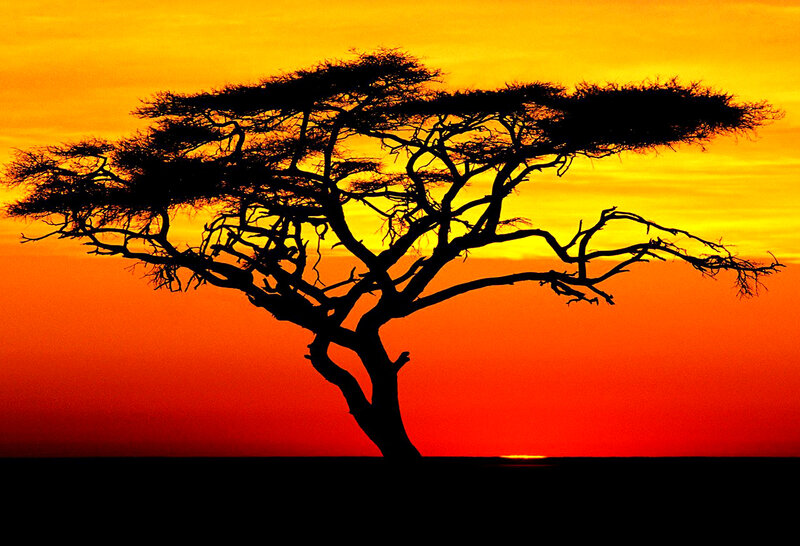 Acacia Tree Silhouette — Red, Dramatic, Sunset