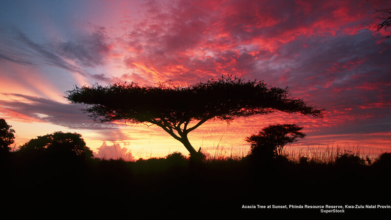 Acacia Tree Silhouette — Red, Dramatic