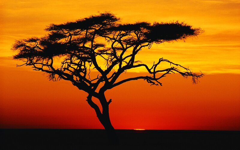 Acacia Tree Silhouette — Sunset