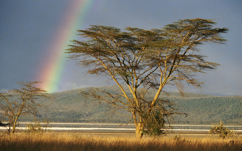 Acacia Tree with Rainbow