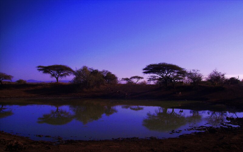Acacia Trees at Dusk — Blue