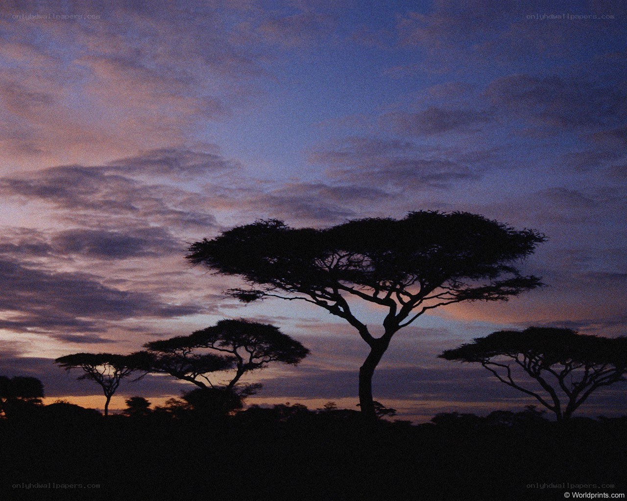 Acacia trees at dusk