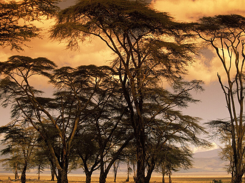 Acacia trees at sunset