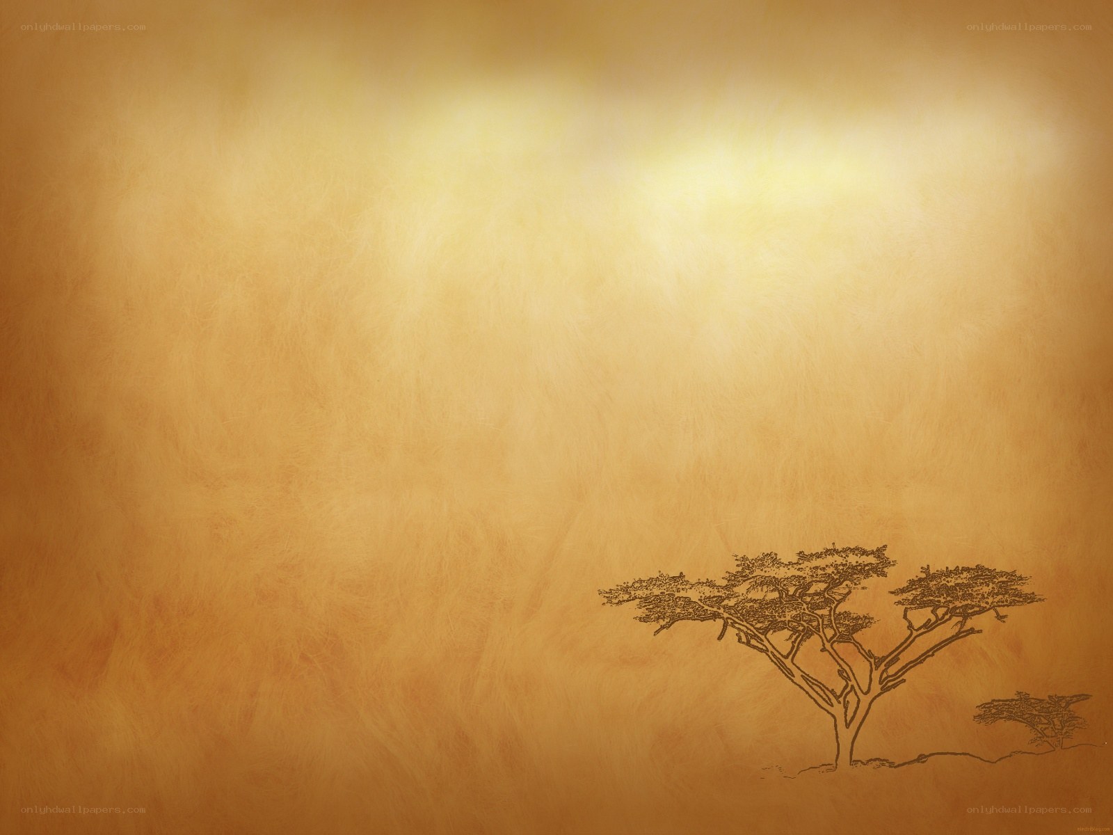 Acacia trees at sunset