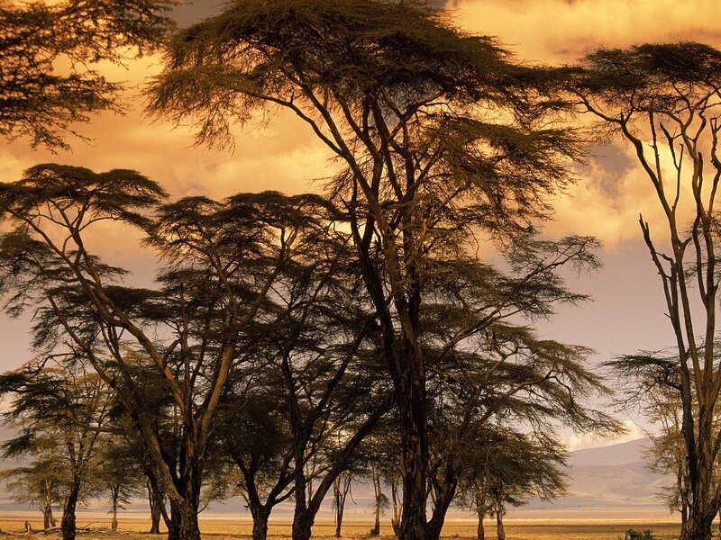 Acacia trees at sunset