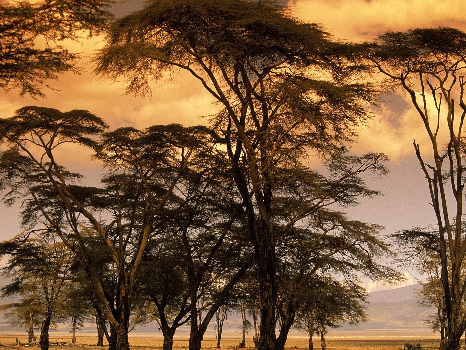 Acacia trees at sunset
