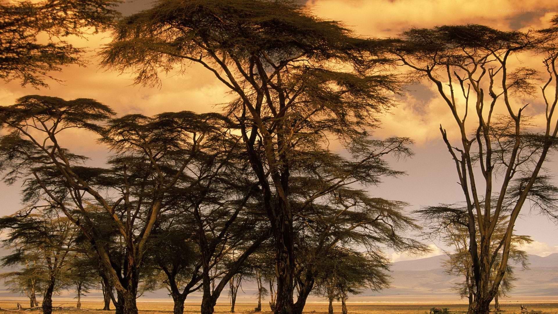 Acacia trees at sunset